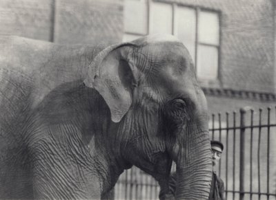 Aziatische olifant met verzorger, London Zoo, 1914 door Frederick William Bond